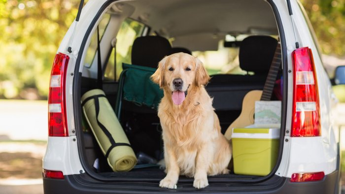 Golden Retriever sitzt mit Urlaubsgepäck im Kofferraum eines Autos.