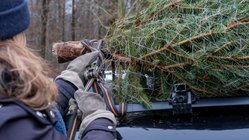 Ein Weihnachtsbaum wird mit einem Spanngurt auf einem Autodach fixiert. 