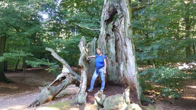 Frau steht im hohlen Stamm eines abgestorbenen Baumes.