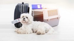 Kleiner weißer Hund liegt vor Koffer und Transportbox.