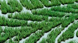 Eine Reifenspur aus Gras.