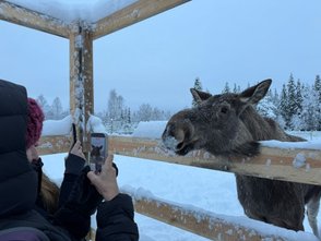 Ein Elch schaut über den Zaun und wird fotografiert.