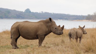 Nashornmutter und -kind im Steppengras an einem Flussufer.