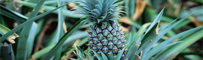 Ananaspflanze.