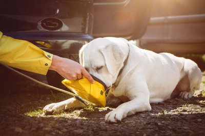 Hund trinkt vor Auto Wasser aus einem faltbaren Napf.