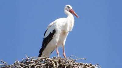Storch auf seinem Nest.