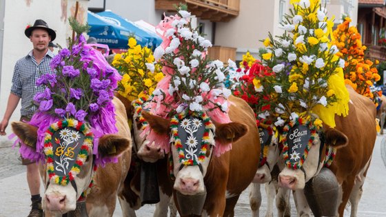 Geschmückte Kühe beim Almabtrieb in Hopfgarten