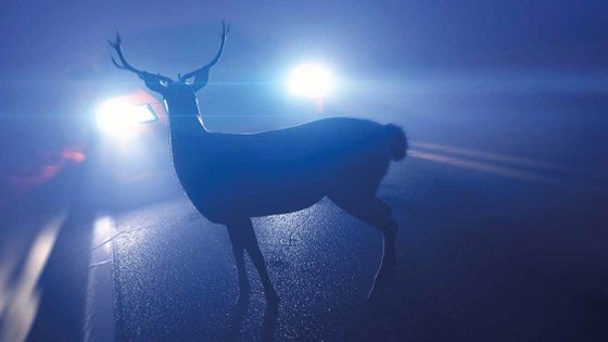 Ein Hirsch steht auf einer Fahrbahn und wird von einem entgegenkommenden Auto geblendet.
