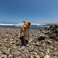 Hund an Steinstrand mit Meer im Hintergrund.