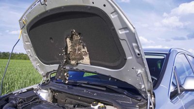 Zerfetzte Dämmmatte auf der Innenseite der Motorhaube.
