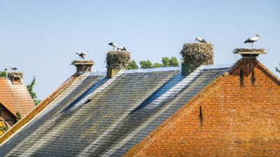 Storchennester auf einem Hausdach.