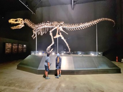 Ein Skelett von einem jugendlicher T-Rex im Din