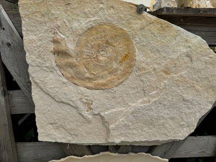 Fossil mit Ammonit im Steinbruch im Altmühltal