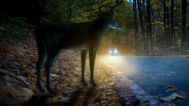Ein Reh steht am Straßenrand und ein Auto kommt.