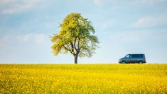 Frühlingsszene mit Baum und VW Bus in einem Rapsfeld