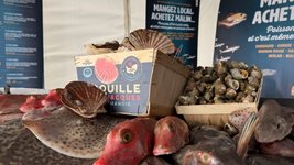 Ein Marktstand mit Fisch und Jakobsmuscheln.