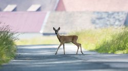 Reh auf einer Straße