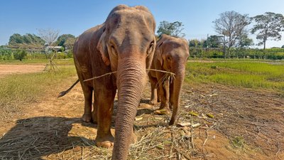 Elefanten in der Nähe von Chiang Mai in Thailand.