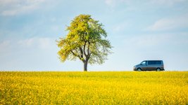 Frühlingsszene mit Baum und VW Bus in einem Rapsfeld