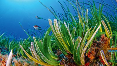 Bunte Unterwasser-Landschaft mit Seegras und Fischen.