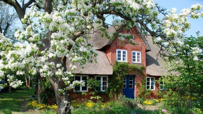 Blick auf reetgedecktes Friesenhaus mit blühendem Baum.