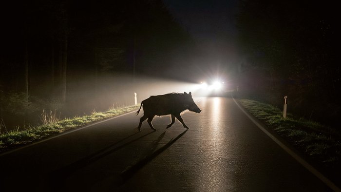 Wildschwein läuft über eine dunkle Straße.