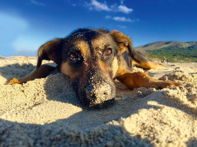 Hund wälzt sich am Strand im Sand.