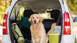 Golden Retriever sitzt mit Urlaubsgepäck im Kofferraum eines Autos.