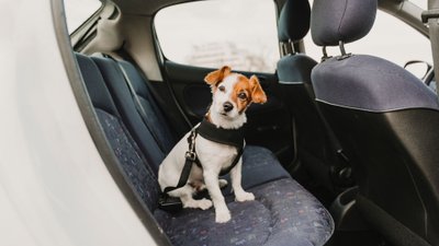 Kleiner Hund sitzt mit Brustgeschirr und Sicherungsgurt auf der Rücksitzbank eines Autos.