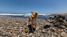 Hund an Steinstrand mit Meer im Hintergrund.
