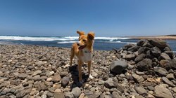 Hund an Steinstrand mit Meer im Hintergrund.
