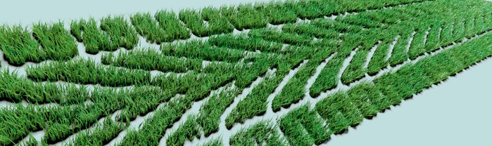 Eine Reifenspur aus Gras.