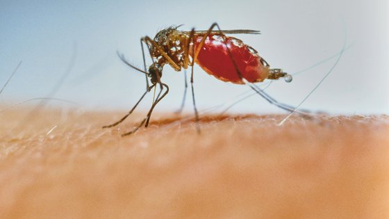 Eine Anopheles Mücke sticht in einen Arm und saugt Blut. 