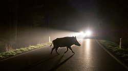 Wildschwein läuft über eine dunkle Straße.
