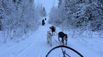 Ein Hundeschlitten fährt durch verschneite Landschaft. 