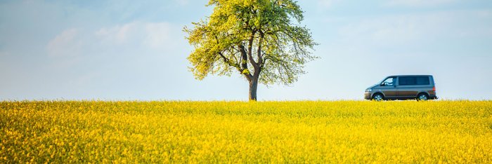 Frühlingsszene mit Baum und VW Bus in einem Rapsfeld