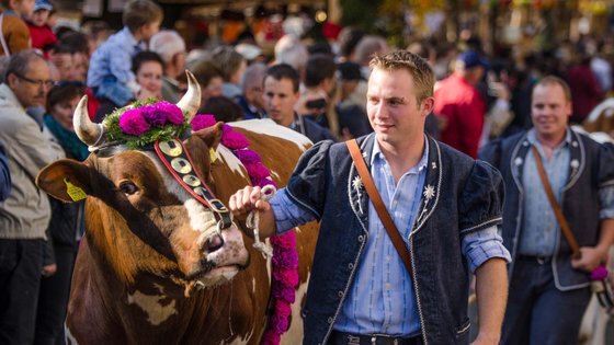 Geschmückte Kuh mit einem Senner beim Alpabzug in Albeuve in der Schweiz