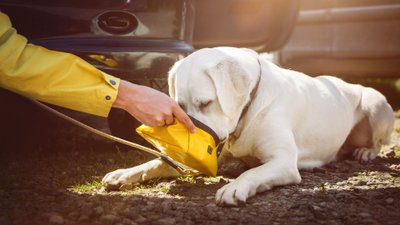 Hund trinkt vor Auto Wasser aus einem faltbaren Napf.