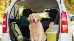 Golden Retriever sitzt mit Urlaubsgepäck im Kofferraum eines Autos.