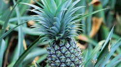 Ananaspflanze.