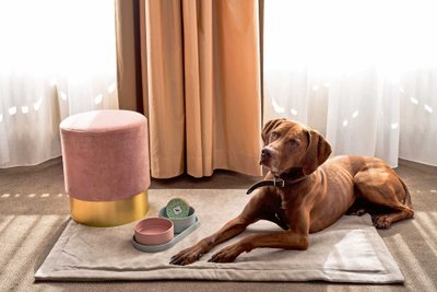 Hund liegt im Hotelzimmer auf einer Hundedecke.
