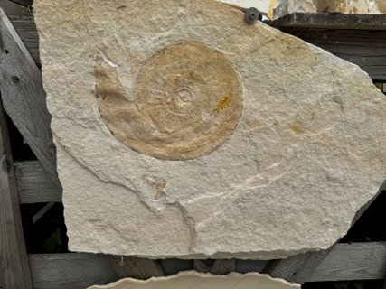 Fossil mit Ammonit im Steinbruch im Altmühltal