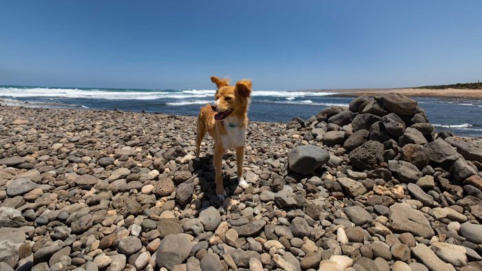 Hund an Steinstrand mit Meer im Hintergrund.