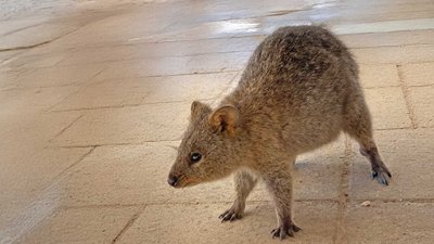 Ein Quokka auf Rottnest Island.