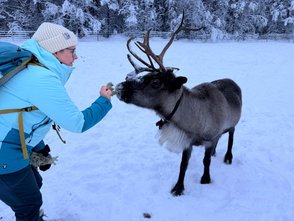 Ein Rentier wird gefüttert. 