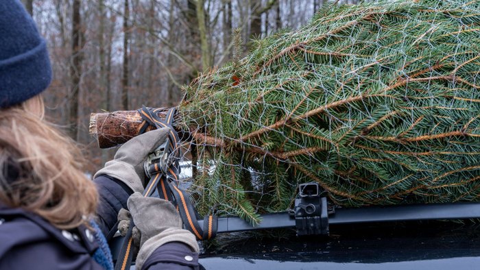 Ein Weihnachtsbaum wird mit einem Spanngurt auf einem Autodach fixiert. 