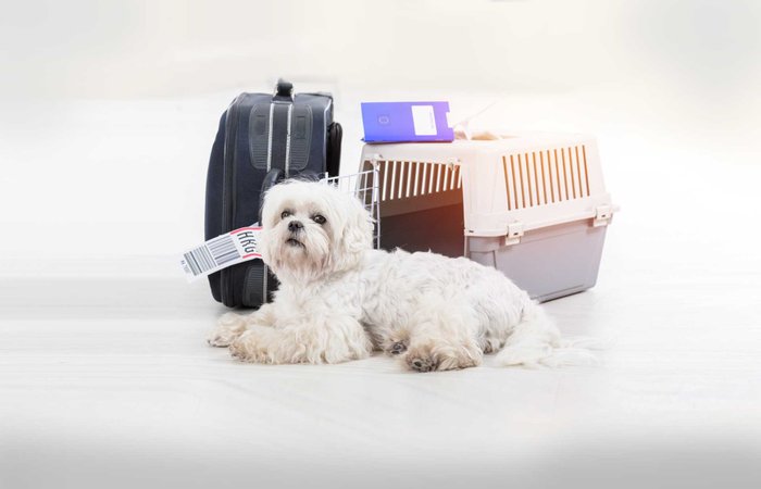 Kleiner weißer Hund liegt vor Koffer und Transportbox.