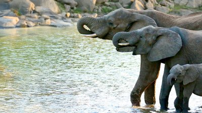 Drei Elefanten stehen in einem Fluss und trinken.