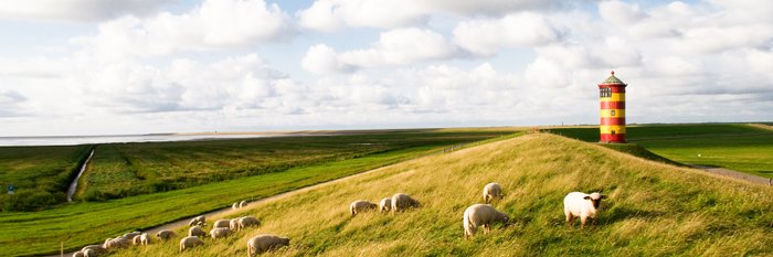 Schafe auf einem Hügel, im Hintergrund ein Leuchtturm.