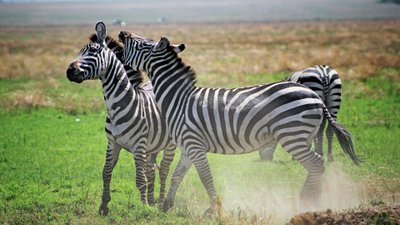 Zwei Zebras in einer Steppenlandschaft, die spielerisch miteinander kämpfen.